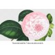 Camellia Reine des Beautes