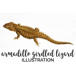 Armadillo Girdled Lizard