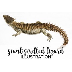 Giant Girdled Lizard