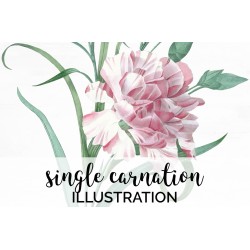 Single Carnation