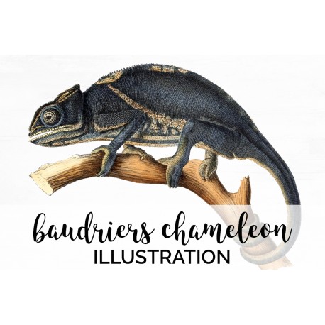 Baudriers Chameleon