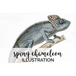 Spiny Chameleon