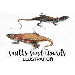 Smiths Sand Lizard