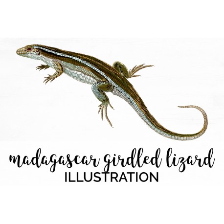 Madagascar Girdled Lizard