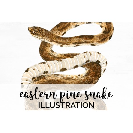 Eastern Pine Snake