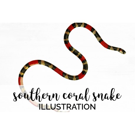 Southern Coral Snake