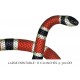 Coral Earth Snake