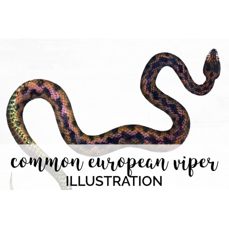 Snake Common European Viper