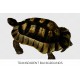 Marginated Tortoise