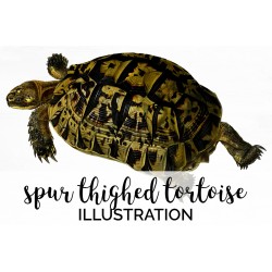 Spur Thighed Tortoise