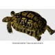 Spur Thighed Tortoise