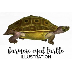 Burmese Eyed Turtle