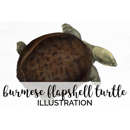 Burmese Flapshell Turtle Female