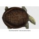 Burmese Flapshell Turtle Female