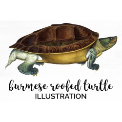 Burmese Roofed Turtle