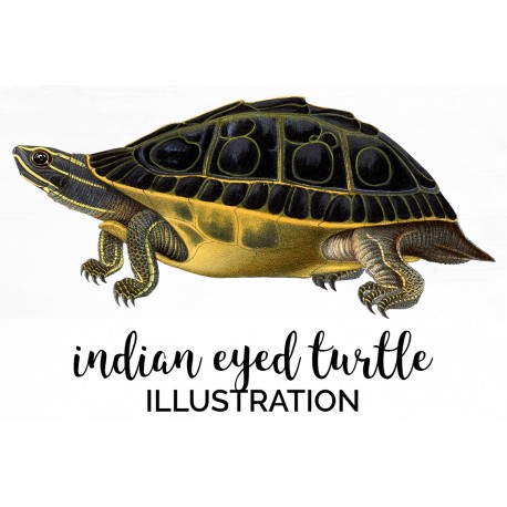 Indian Eyed Turtle