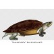 Young Northern River Terrapin