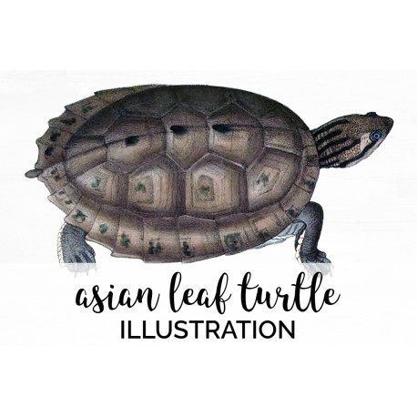Leaf Turtle