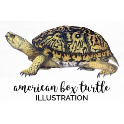 American Box Turtle