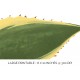 Agave Americana