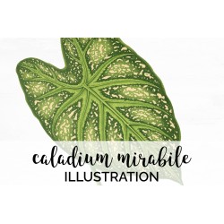 Caladium Mirabile