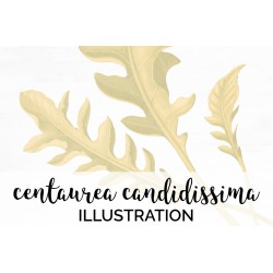 Centaurea Candidissima
