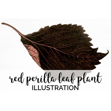 Red Perilla Leaf Plant