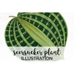 Seersucker Plant