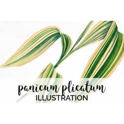 Panicum Plicatum