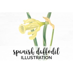 Spanish Daffodil