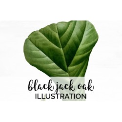 Black Jack Oak