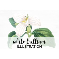 White Trillium