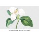 White Trillium