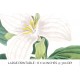 White Trillium