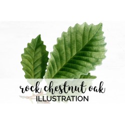Rock Chestnut Oak