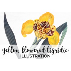 Yellow Flowered Tigridia