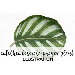 Calathea Fasciata Prayer Plant