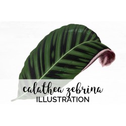 Calathea Zebrina