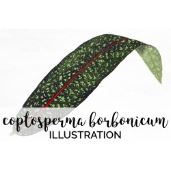Coptosperma Borbonicum