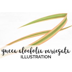 Yucca Aloefolia Variegata