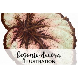 Begonia Decora