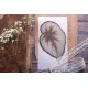 Begonia Decora