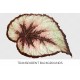 Begonia Decora