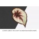 Begonia Decora
