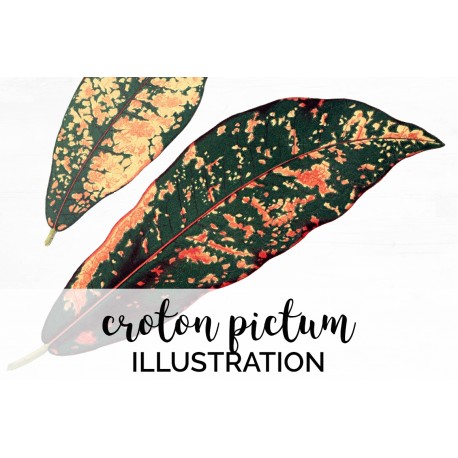 Croton Pictum