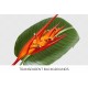 Heliconia Fire Flash