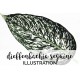 Dieffenbachia Seguine