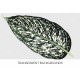 Dieffenbachia Seguine