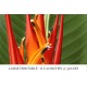 Heliconia Fire Flash