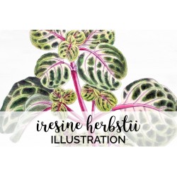 Iresine Herbstii